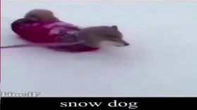snow dog by aww